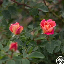 Heirloom Roses Fruity Petals™