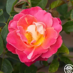 Heirloom Roses Fruity Petals™