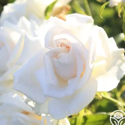 Heirloom Roses Full Sail