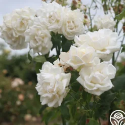 Heirloom Roses Full Sail