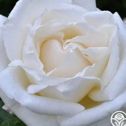 Heirloom Roses Full Sail