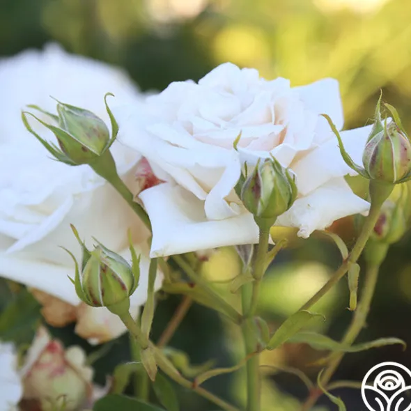 Heirloom Roses Full Sail