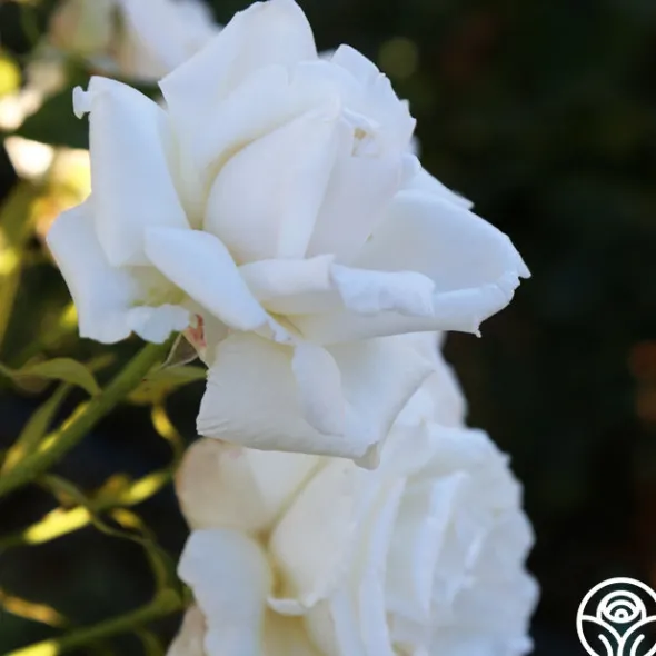 Heirloom Roses Full Sail