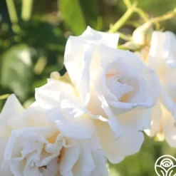 Heirloom Roses Full Sail