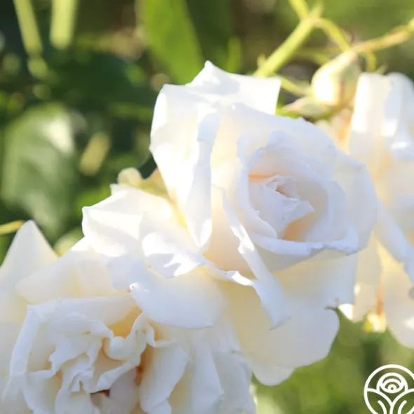 Heirloom Roses Full Sail