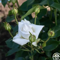 Heirloom Roses Full Sail