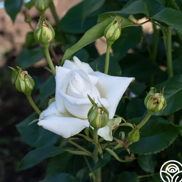 Heirloom Roses Full Sail