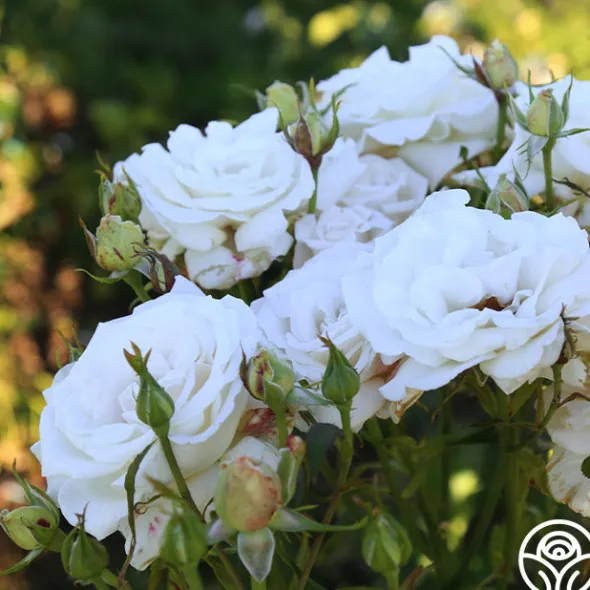 Heirloom Roses Full Sail