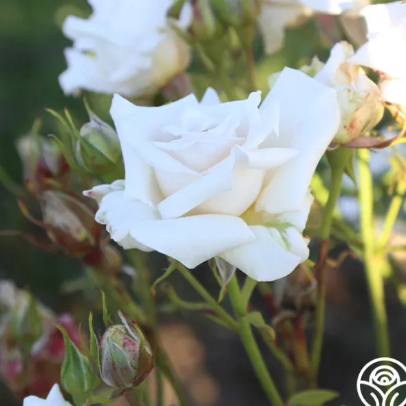 Heirloom Roses Full Sail