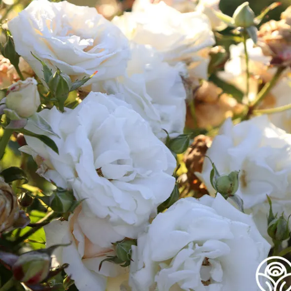 Heirloom Roses Full Sail