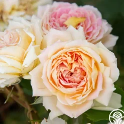 Heirloom Roses Fun in the Sun™ Clearance
