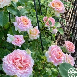 Heirloom Roses Fun in the Sun™ Clearance
