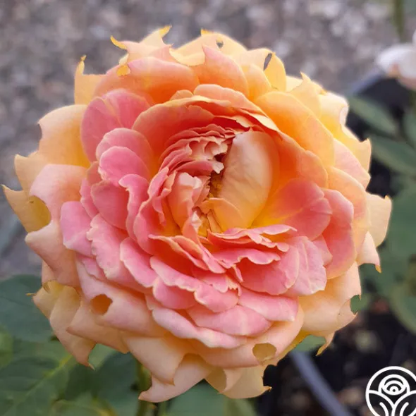 Heirloom Roses Fun in the Sun™ Clearance
