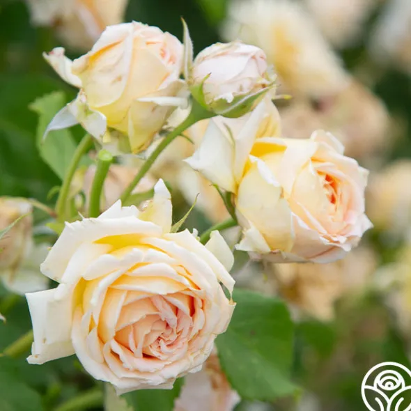 Heirloom Roses Fun in the Sun™ Clearance
