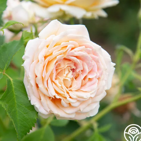 Heirloom Roses Fun in the Sun™ Clearance