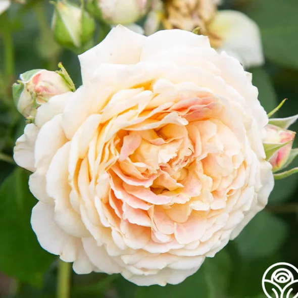 Heirloom Roses Fun in the Sun™ Clearance