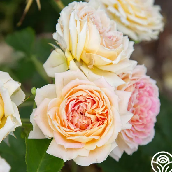Heirloom Roses Fun in the Sun™ Clearance