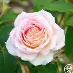 Heirloom Roses Fun in the Sun™ Clearance