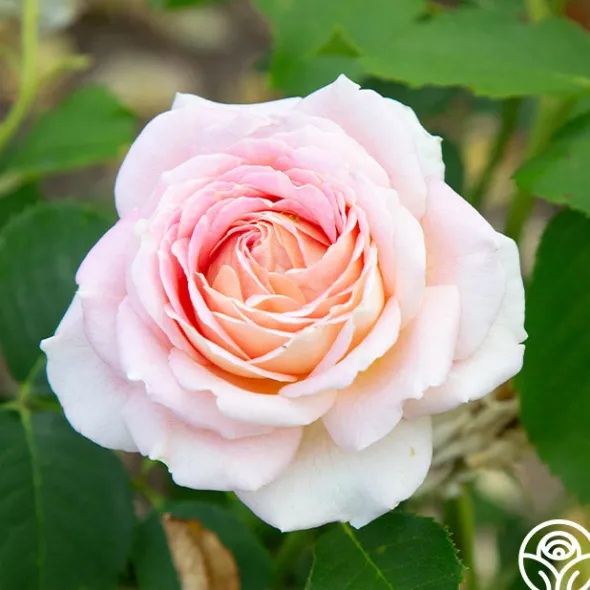 Heirloom Roses Fun in the Sun™ Clearance