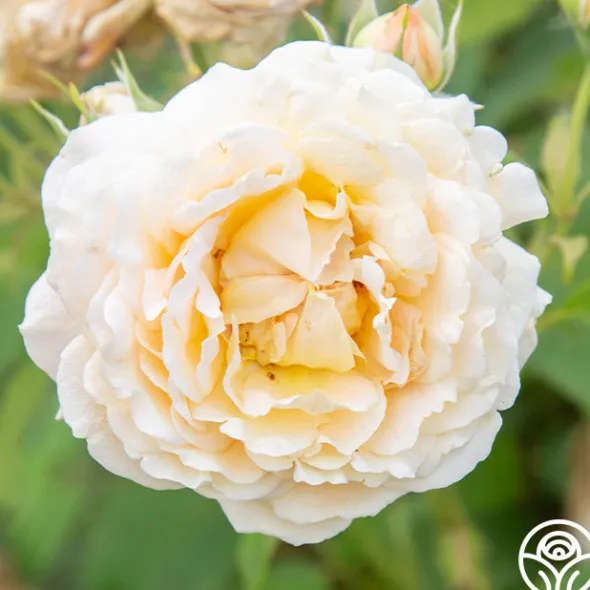 Heirloom Roses Fun in the Sun™ Clearance