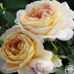 Heirloom Roses Fun in the Sun™ Clearance