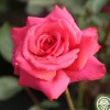 Heirloom Roses Galway Bay® Hot