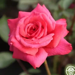 Heirloom Roses Galway Bay® Hot