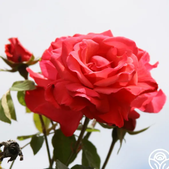 Heirloom Roses Galway Bay® Hot