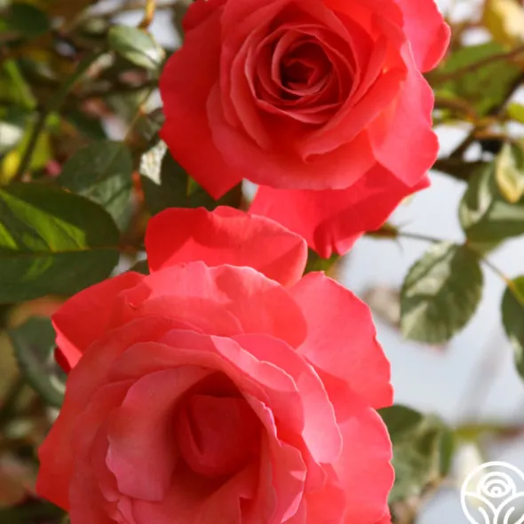 Heirloom Roses Galway Bay® Hot