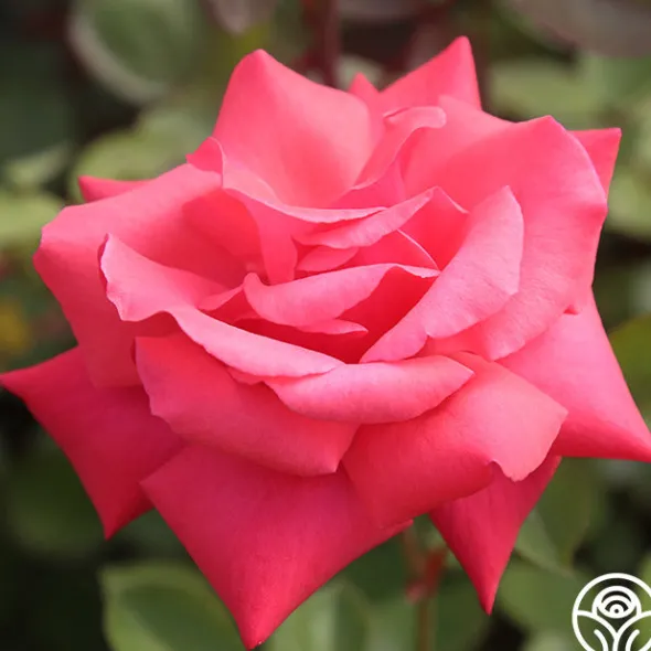 Heirloom Roses Galway Bay® Hot