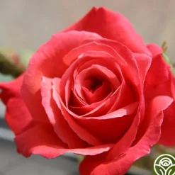 Heirloom Roses Galway Bay® Hot