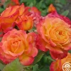 Heirloom Roses Garden Delight™