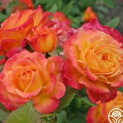 Heirloom Roses Garden Delight™