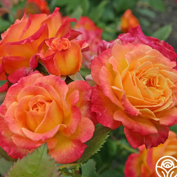 Heirloom Roses Garden Delight™