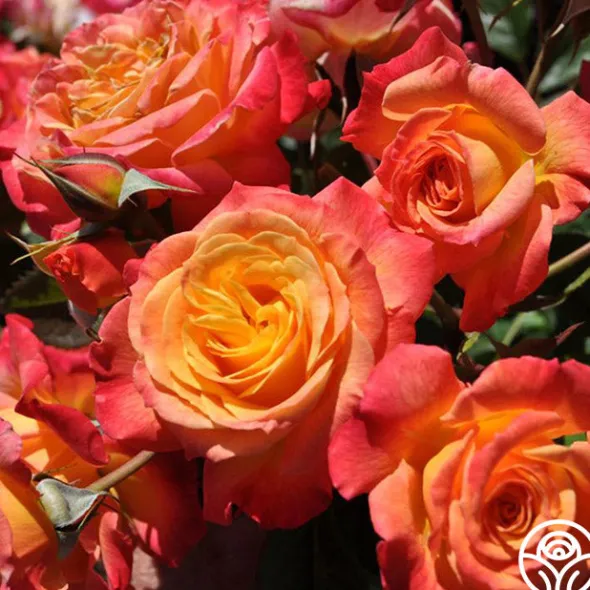 Heirloom Roses Garden Delight™