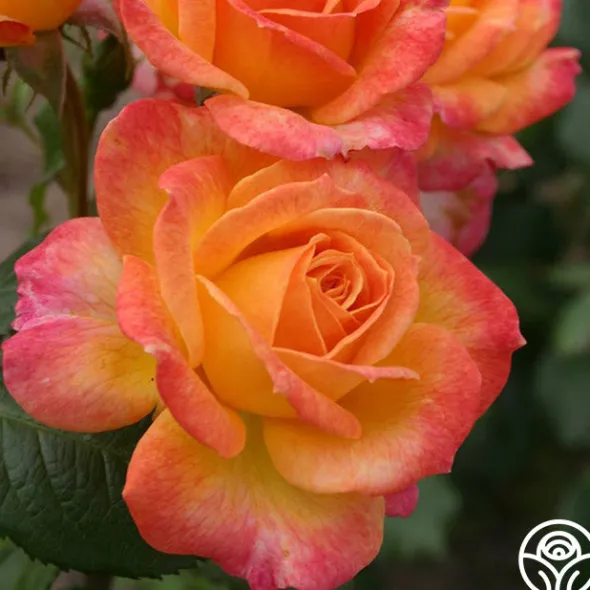 Heirloom Roses Garden Delight™