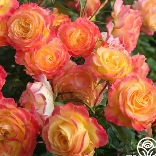 Heirloom Roses Garden Delight™