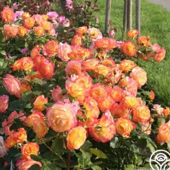Heirloom Roses Garden Delight™