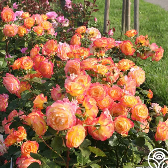 Heirloom Roses Garden Delight™