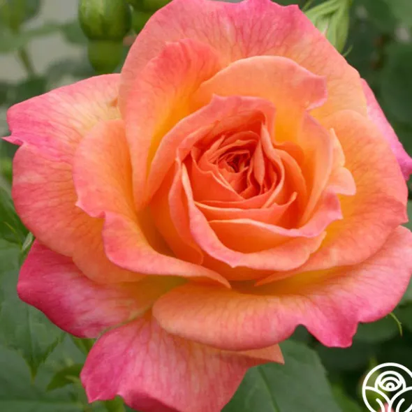 Heirloom Roses Garden Delight™