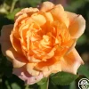 Heirloom Roses Garden Sun™ Clearance