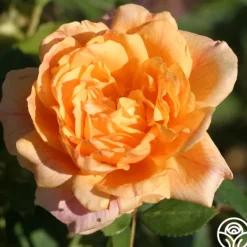 Heirloom Roses Garden Sun™ Clearance