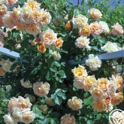Heirloom Roses Garden Sun™ Clearance