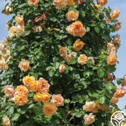 Heirloom Roses Garden Sun™ Clearance