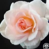 Heirloom Roses Garden Time™ Best