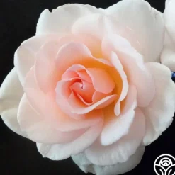 Heirloom Roses Garden Time™ Best