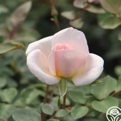Heirloom Roses Garden Time™ Best