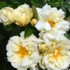 Heirloom Roses Gardenia Best