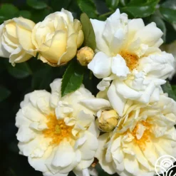 Heirloom Roses Gardenia Best