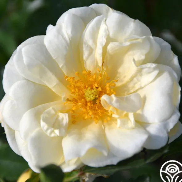 Heirloom Roses Gardenia Best